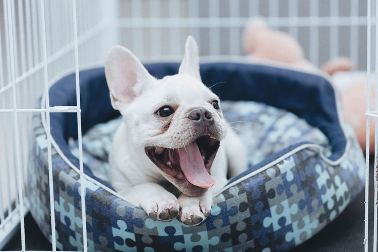Close-up of dog yawning while sitting in cage