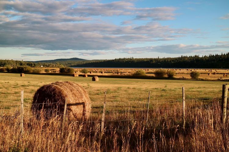 Hay bales on field against sky