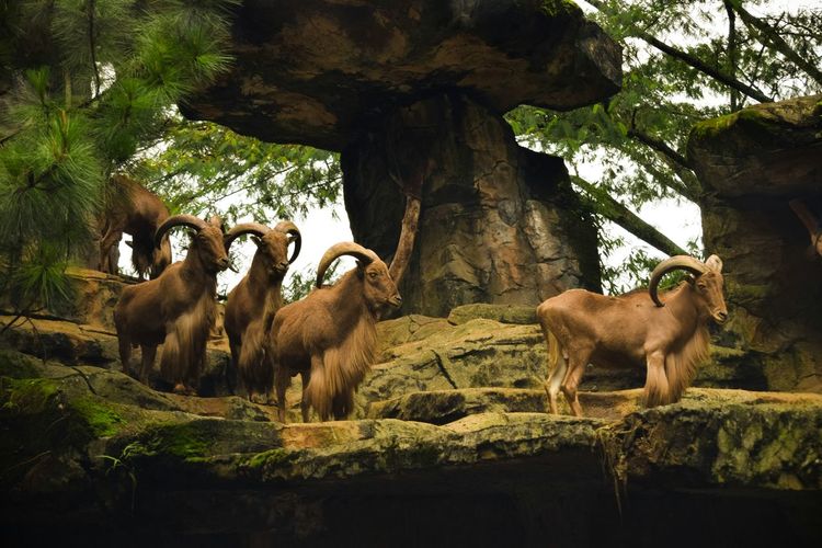 Goats on landscape against trees