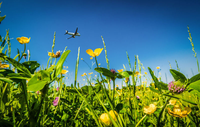 Low angle view of flowering plants on field against clear blue sky