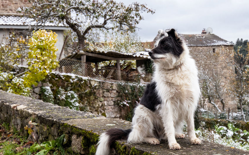 Sheep dog looking away while sitting on wall