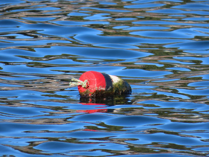 Bouy floating on the water