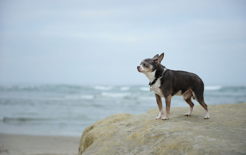 Dog standing on beach against sky