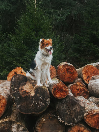 Full length of dog sitting on timber