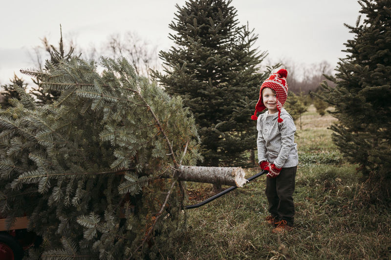 Boy pulling christmas tree on wagon at tree farm