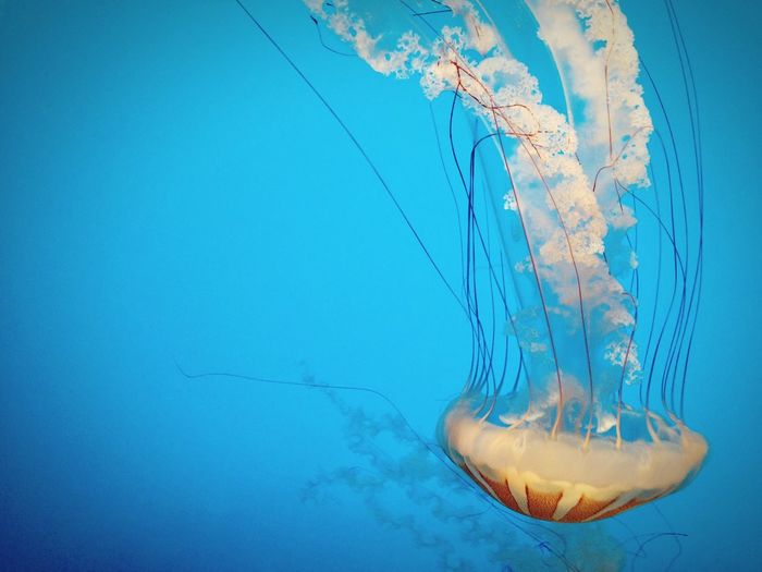 Close-up of jellyfish swimming underwater at monterey bay aquarium