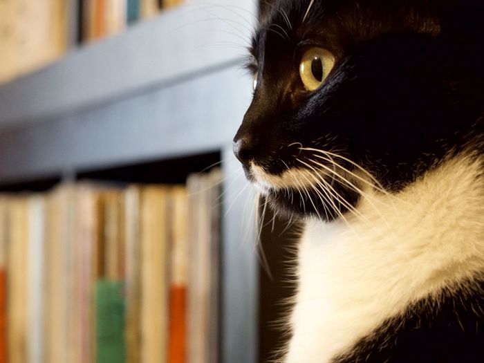 Close-up of cat looking away