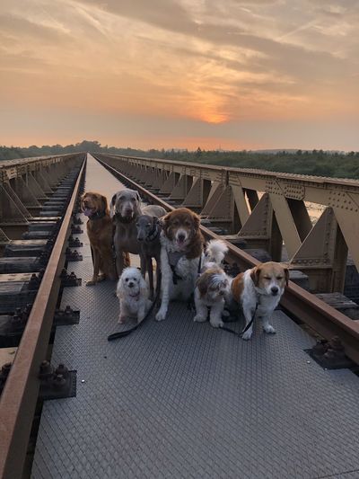High angle view of dogs on old rail road against sky during sunset  moerputten den-bosch