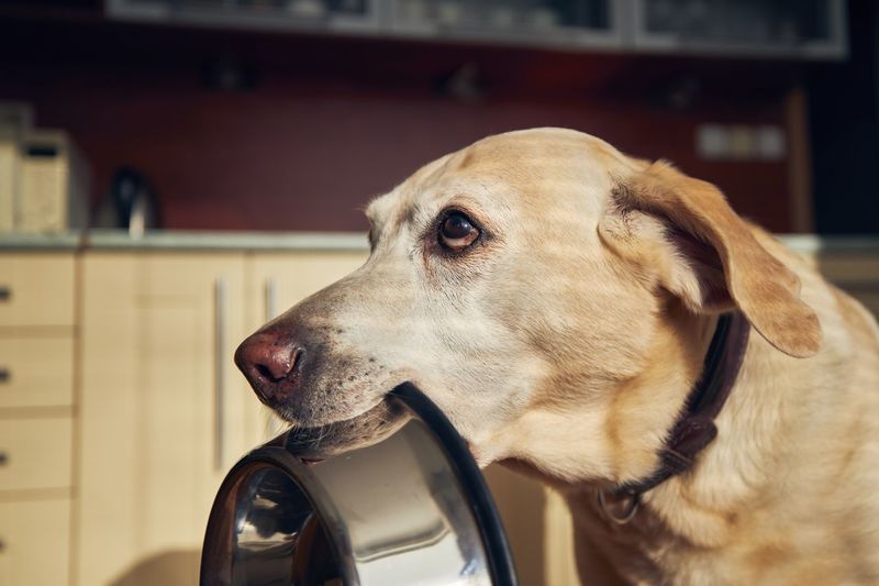 Close-up of a dog with bowl in mouth.