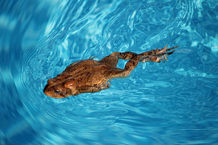High angle view of frog swimming in pond