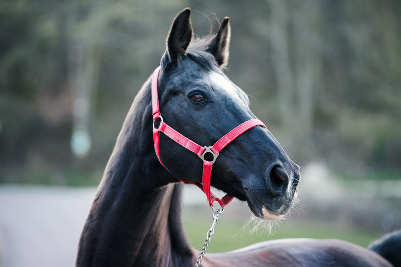 Close-up black horse portrait with popping red headcollar