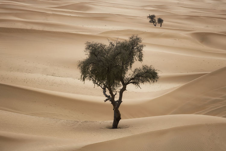 Tree on sand dunes in desert