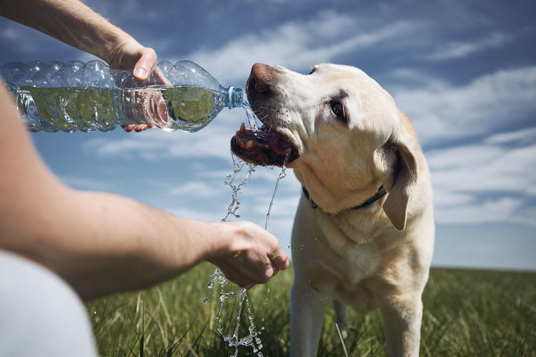 Dog drinking water from plastic bottle. pet owner takes care of his labrador  during hot sunny day.