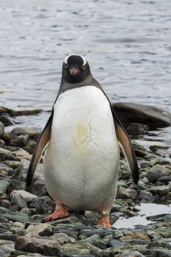Close-up of penguin on rock at beach