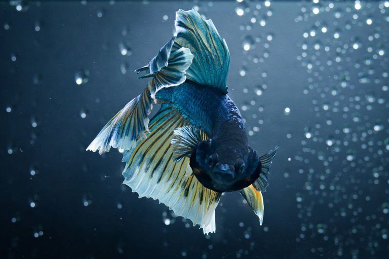 Bird flying in a water