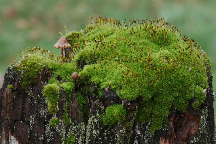 Close-up of moss and mushroom