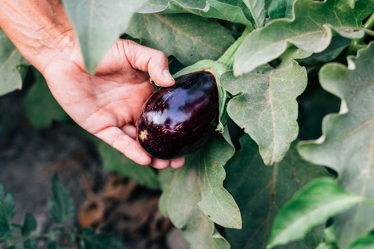 Close-up of man holding eggplant growing on plant