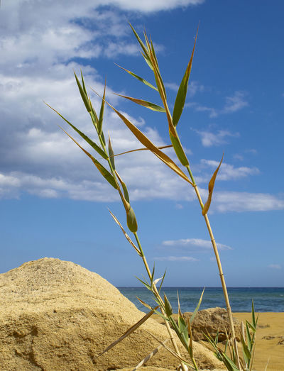 Plant growing on beach against sky