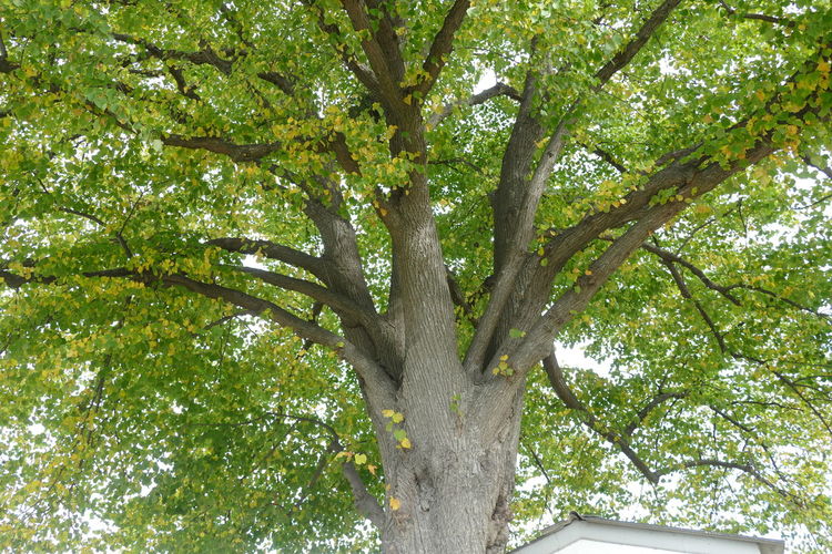 tree