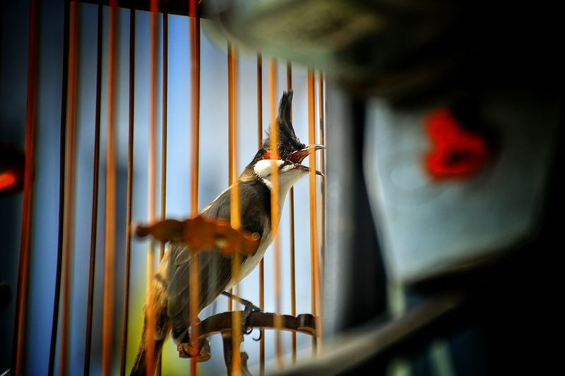 Close-up of bulbul in cage