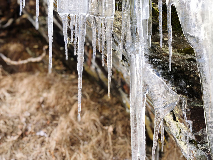 Close-up of icicles on land