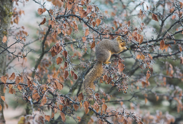 View of squirrel on a tree during autumn