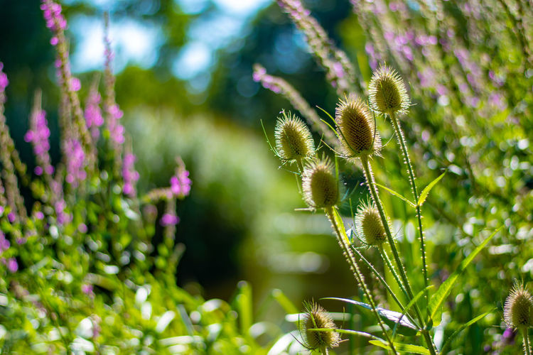 Close-up of purple flower buds