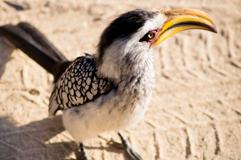 Close-up of hornbill on sand