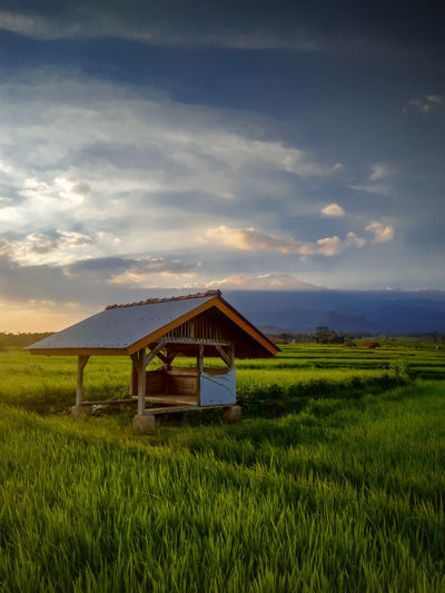 Sunrise view in the morning with the object of the hut in the middle of the rice fields