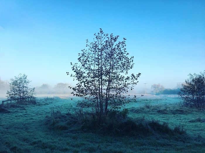 Tree on field against clear sky
