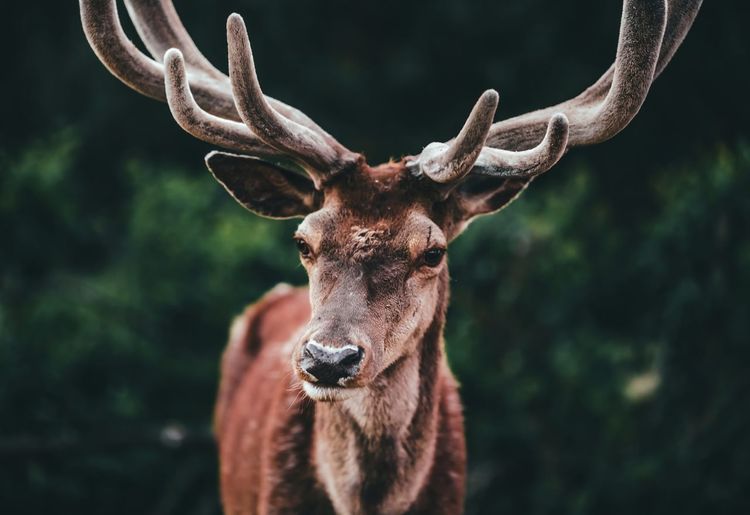 Portrait of horned deer