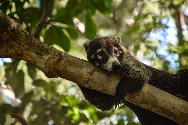 Low angle view of coati resting on branch at forest