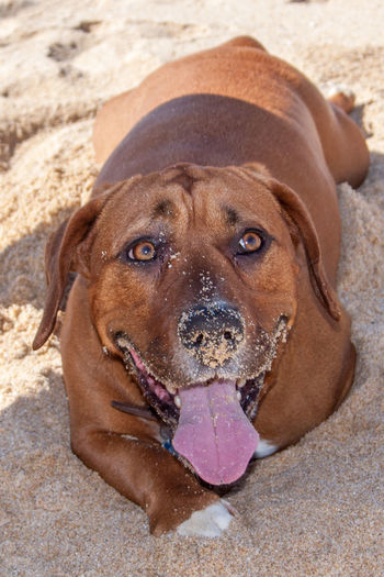 Close-up portrait of dog sitting on sand