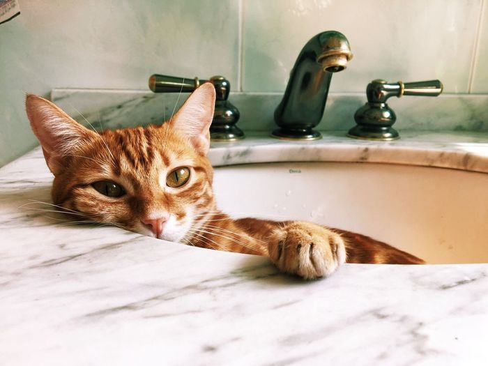 Portrait of ginger cat lying in sink