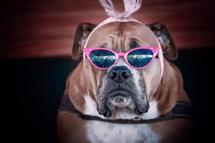 Close-up portrait of dog wearing sunglass