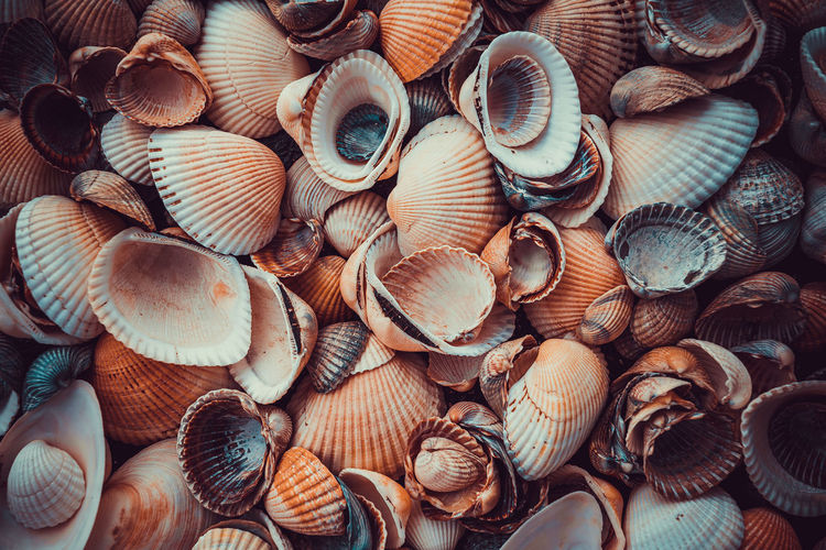 Full frame shot of sea shells