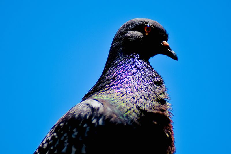 Low angle view of a bird against blue sky