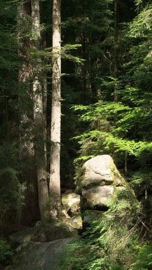 Stone wall amidst trees in forest