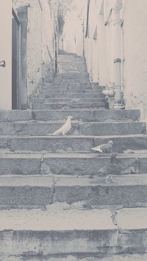 View of steps and stairs