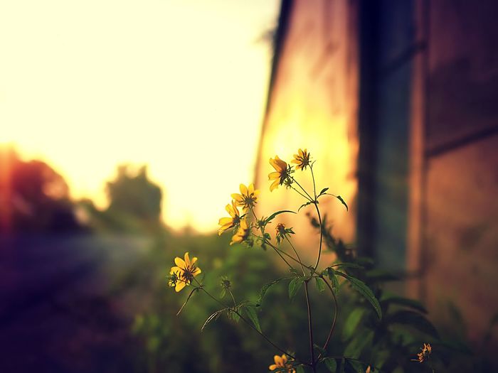 Close-up of yellow flowering plant during sunset