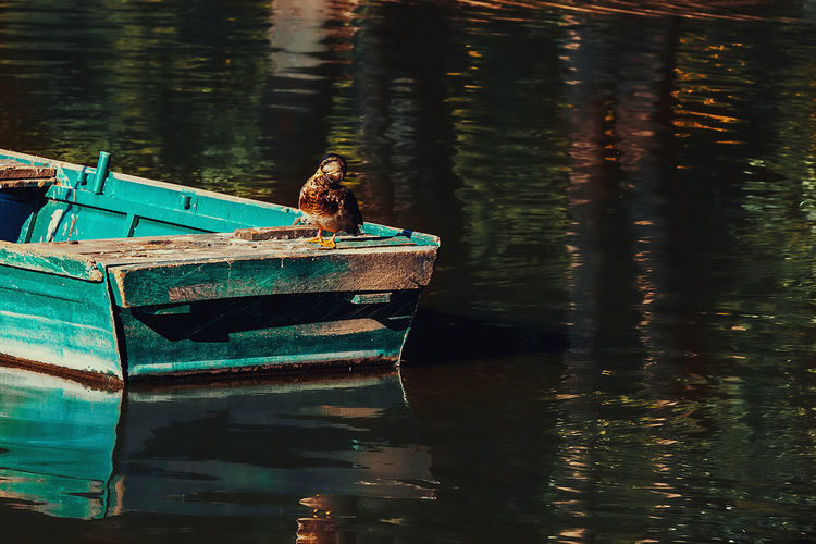 Birds on a boat in a lake