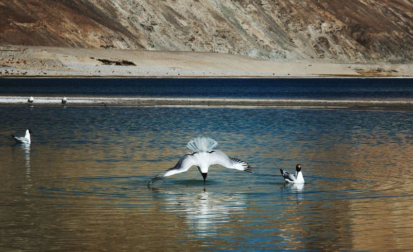 Birds at pangong lake