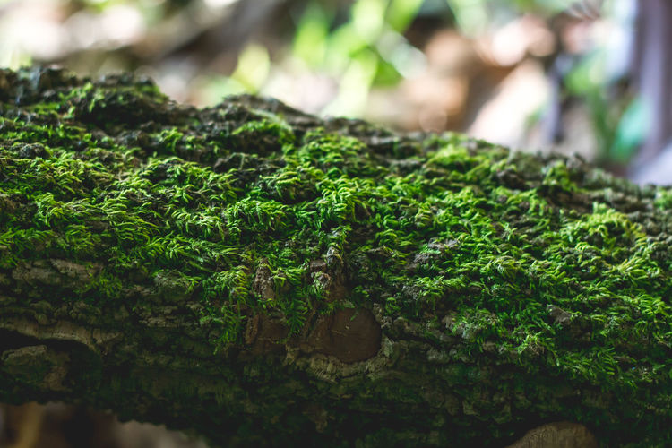 Close-up of moss covered tree trunk 