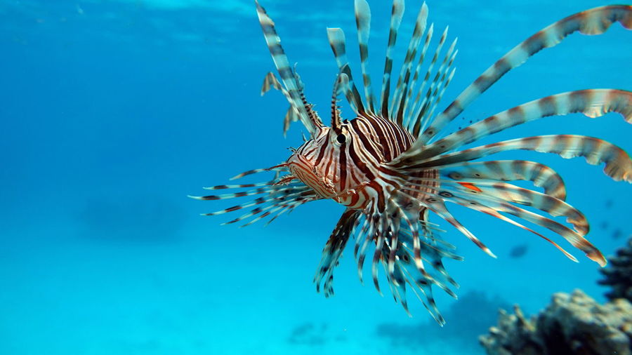 Lion fish in the red sea in clear blue water hunting for food .