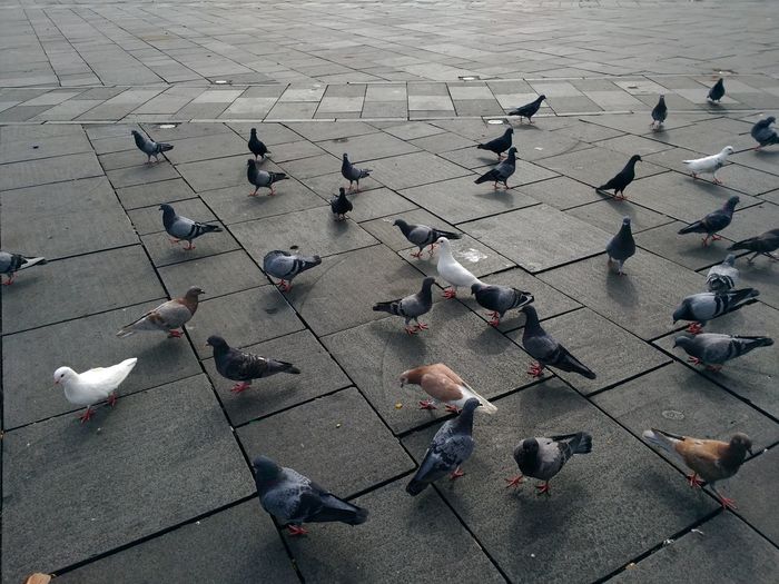 High angle view of pigeons on footpath
