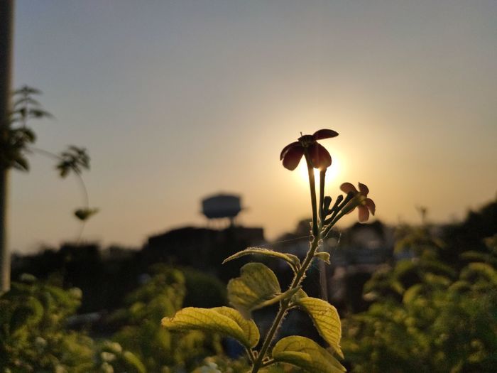 Close-up of flowering plant against sky during sunset