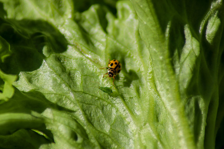 Close-up of ladybug on the hunt. 