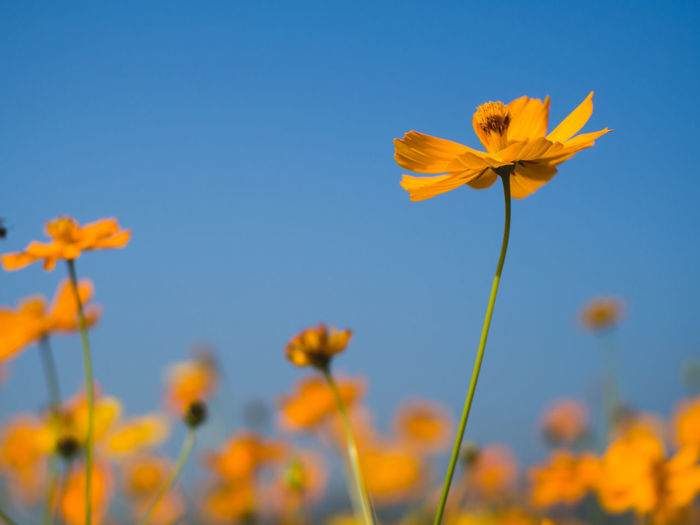 Close-up of yellow cosmos flowers blooming on field against clear sky