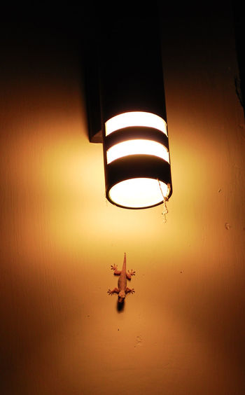 Lizard on wall by illuminated light