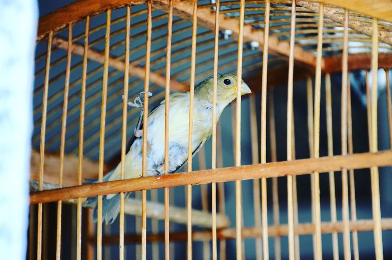 Close-up of budgerigar  in cage
